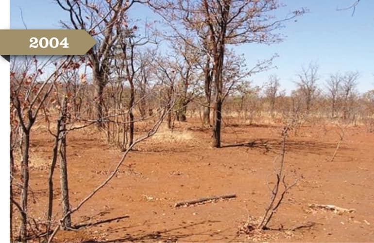 2004: A patch of barren land. The trees have no leave and the soil is bare.