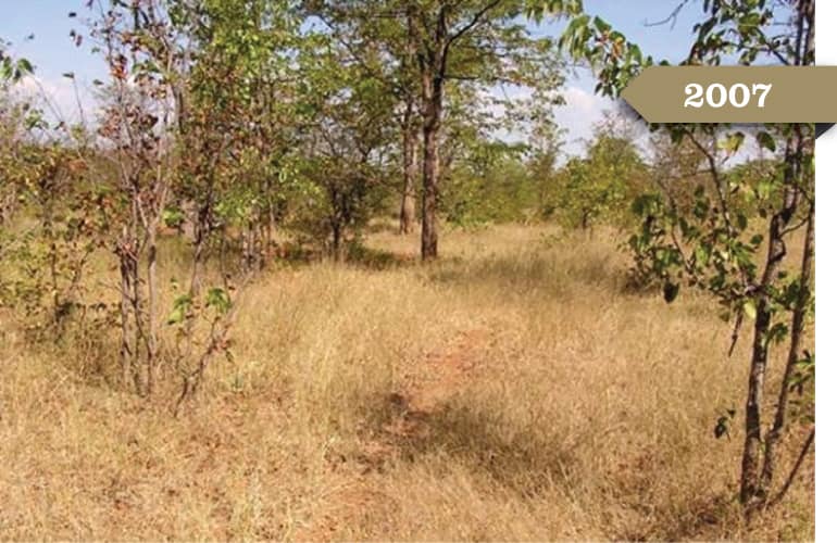 2007: That same patch of land, now lush. The trees have leaves and prairie grass covers the ground.