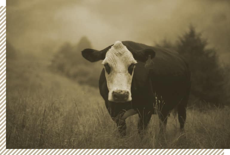 A cow standing in a foggy field at the Epic Provisions Farm