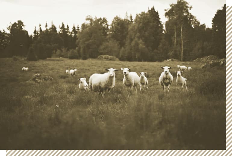 Sheep roaming in a restored grassland