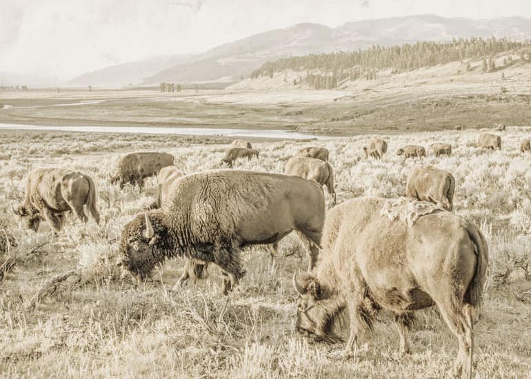 Buffalo roaming in an open field on the EPIC Provisions ranch with trees and mountains in the horizon