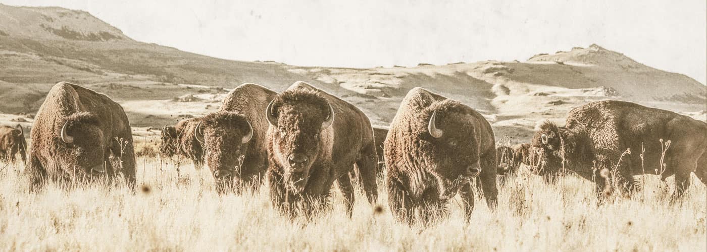 Buffalo roaming on the Epic Provisions ranch