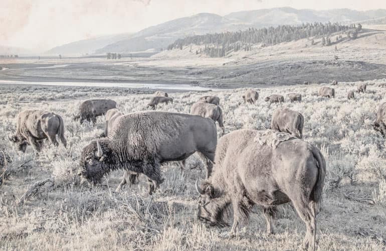 Buffalo roaming on the Epic Provisions ranch with mountains and trees in the background