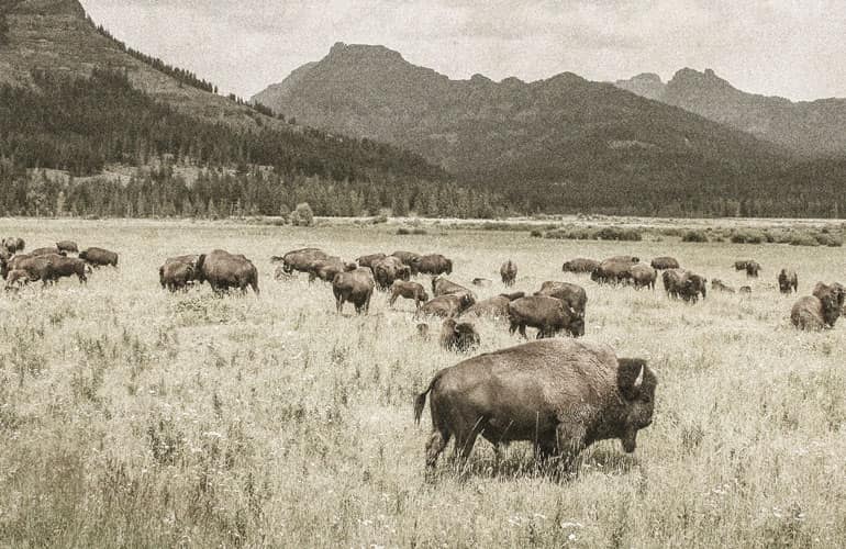 Buffalo roaming on the Epic Provisions ranch with trees and mountains in the background