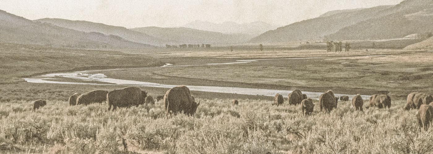 Buffalo in a field with mountains in the horizon