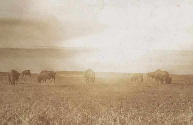 Buffalo roaming in a field on the EPIC farm